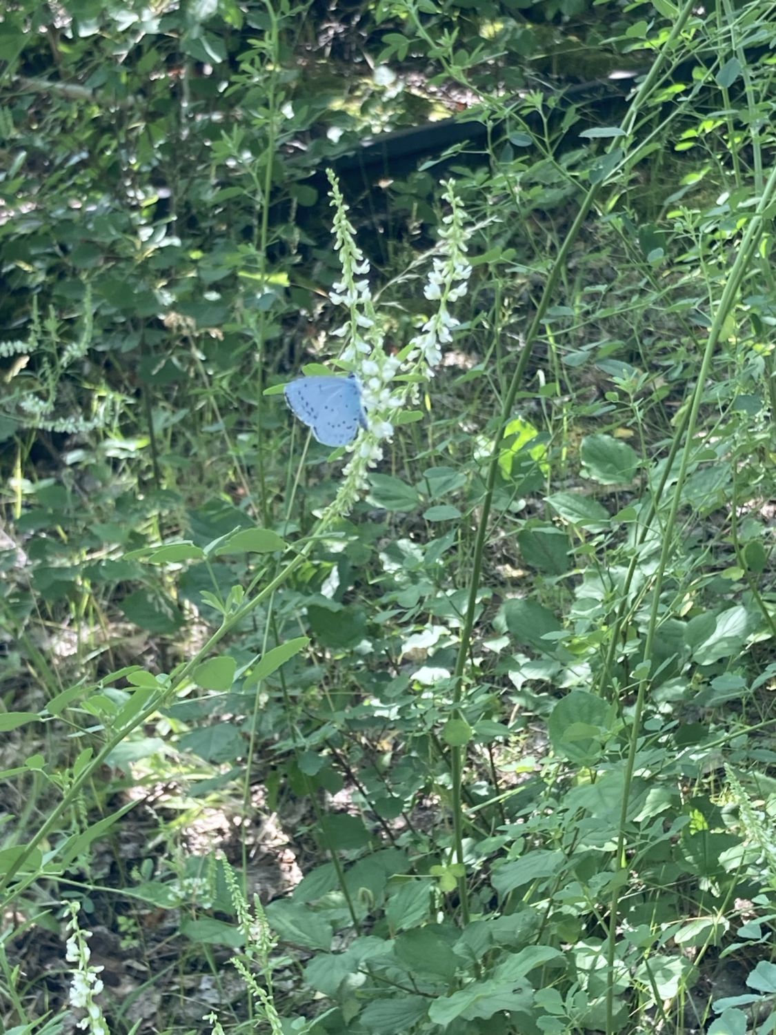 Schmetterling